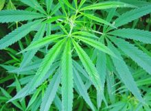cannabis group cronos
