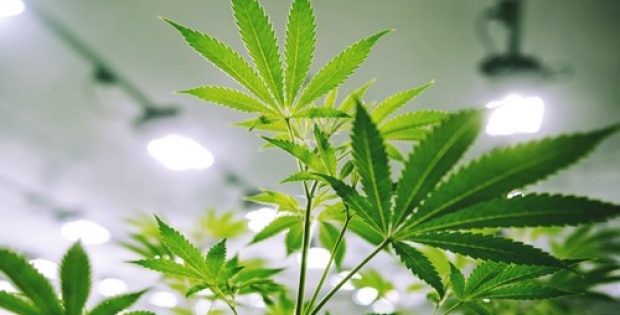 Tilray partners with LiveWell