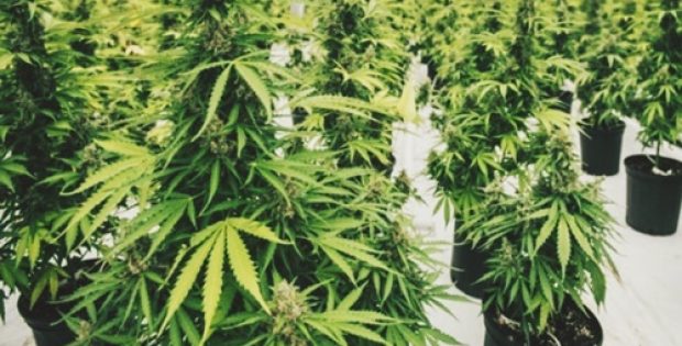 Green Growth confirms plans to acquire Aphria Inc. with a hostile bid